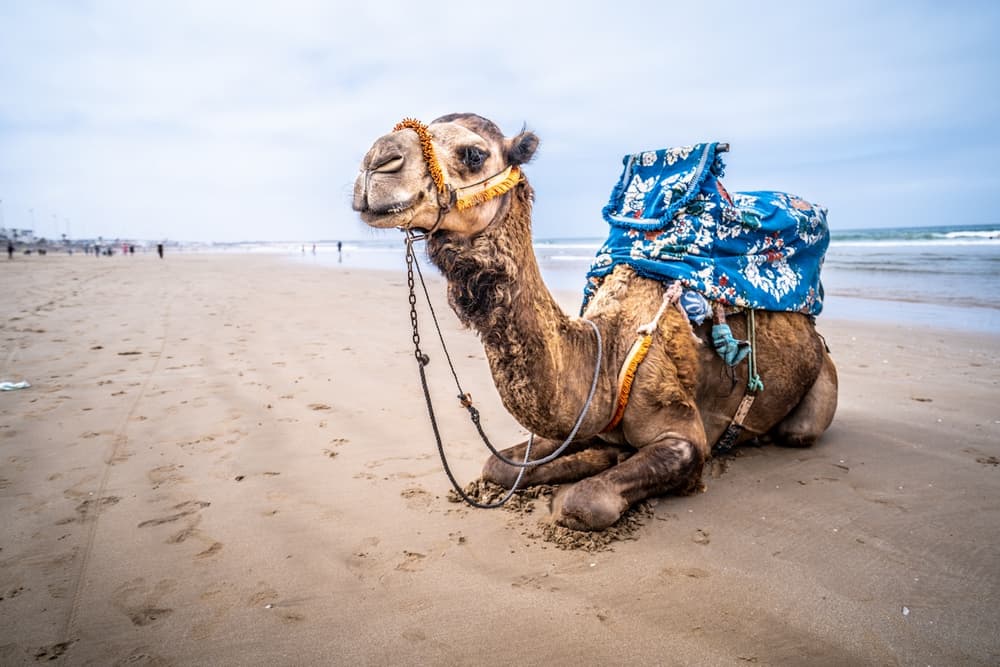 Agadir en photos - vue 4