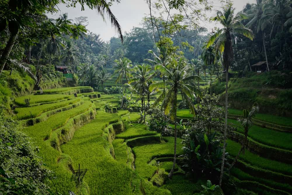 Bali en photos - vue 2