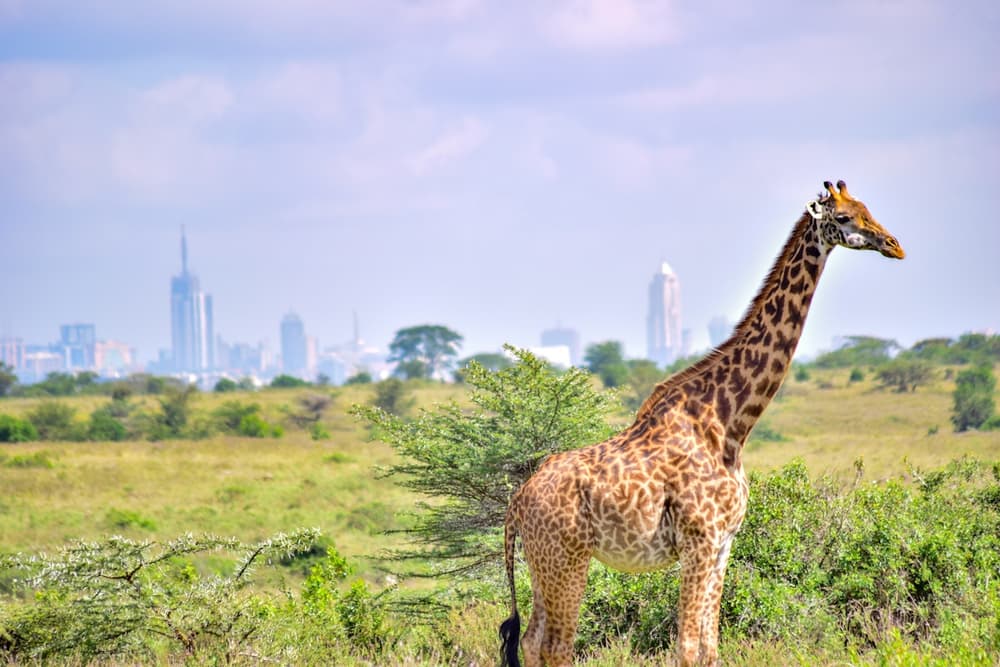 Nairobi en photos - vue 4